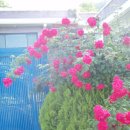 덩쿨여관 이미지