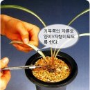 한국춘란의 생장기 식물 생장홀몬제를 이용한 신아유도(월계난1055) 이미지