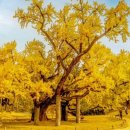 은행나무로 이미지