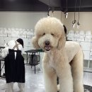 아로마테라피3급자격증 이미지