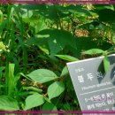 꼬메 쌤쁘레(Come Sempre)