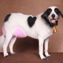 개팔자상팔자 이미지