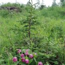 복주머니 이미지