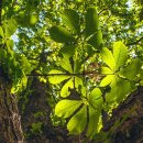 야옹하다 이미지