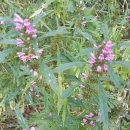 한림정역 이미지