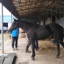 송마목장 이미지