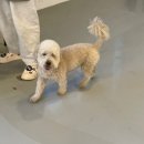 멍데이 살롱 이미지