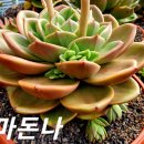 마돈나 이미지