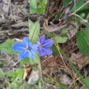 불로초등학교 체육관 이미지