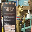 소노문 단양 | 가족여행 소노벨(구 소노문) 단양 오션 플레이 후기