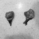 웰니스클리닉동물병원 이미지