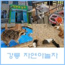자연아 놀자자연생태탐험대 | 강릉 실내동물원 먹이주기, 교감체험 가능한 자연아놀자