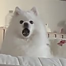 코리아비투비 | 2월1일 데일리코디 | 수원 우판등심 후기 | 정서불안 김햄찌 굿즈 개봉기 | 두쫀쿠 맛집 추천