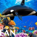 Life Of The Ocean 8K(ULTRA HD) - 편안한 음악과 함께하는 해양 생물 이미지