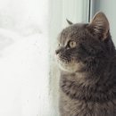 자연앤동물병원 이미지