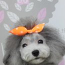 바비애견미용 이미지