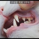 논산동물병원 이미지