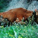 워낭소리 이미지