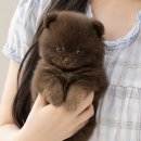 누가 이 강아지를 초콜렛에 빠뜨렸나요? 초코탄 포메분양 강아지분양 강아지책임분양 강아지무료분양 말티즈분양 시츄분양 푸들분양 소형견분양 이미지