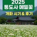 2025 통도사 메밀꽃 개화 시기 &amp; 방문 후기 | 극락암 길 따라 펼쳐진 순백의 가을 정원