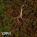 바 삼삼삼 | 10년근 작은삼 산양산삼 10뿌리 구매 후기와 효과 완전 솔직 리뷰!