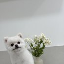 땡큐 펫 살롱 이미지