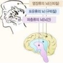 [중요] (필수 필독) 우리 인류는 (악어와 파충류) REPTILIAN 의 후손이 아닙니다. 이미지