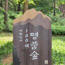 안면도자연휴양림 Daum카페