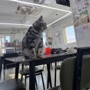 아잉독 애견카페 이미지