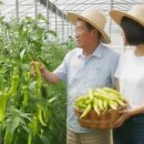 함안 당조고추 산지직송, 당일수확 아리담농원 주문 후기 (혈당관리 식단에 딱)