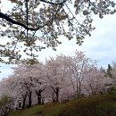 🌸 인천대공원으로 벚꽃보러 가요.~ 이미지