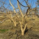 나무농장 이미지