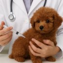 나리울동물병원 이미지