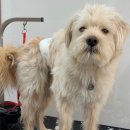 그루머솔 이미지