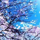 바이올렛(Violet)