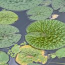 연꽃향기 이미지