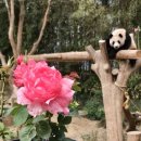 장미의거리11 이미지