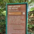 함평 기각리붉가시나무자생북한지 이미지