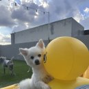 퍼피무드 이미지