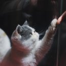 Healthy Cat 이미지