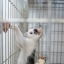 캐나다동물병원 이미지