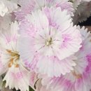 (주)금성출판사 | 강현의 고대(122) 임나일본부설의 허구(12) 웅략천황기의 임나(4)