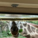 🎠에버랜드 로스트밸리 후기｜자연 속에서 살아있는 감동을 만나다🦒🐘