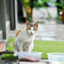 코지동물의료센터 서구청점 이미지