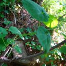 그리운 언덕 이미지