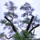 함안 영동리 회화나무 이미지