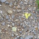 노랑나비 흰나비 이미지