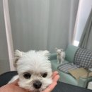 마마나바바 이미지