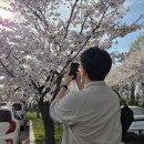 코스모스드림 | 인천 벚꽃 명소 | 드림파크 야생화단지 벚꽃축제 실시간 후기 및 주차 꿀팁