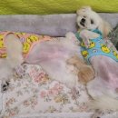 룰루랄라 이미지